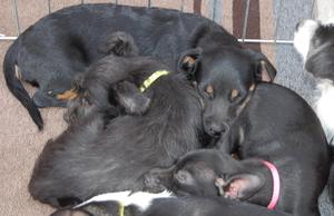 mollys and sissys pups