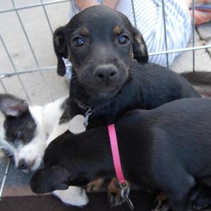 mollys and sissys pups
