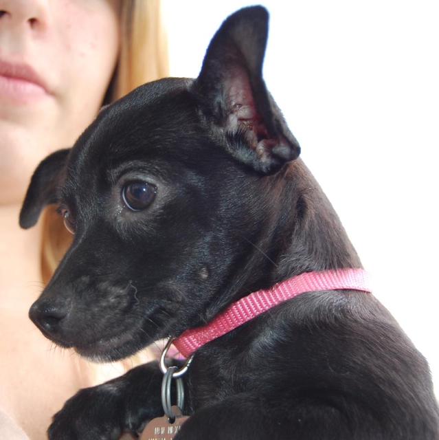Harley