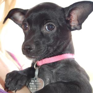 Harley