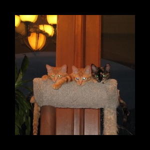 Ginny, Fred, and Luna