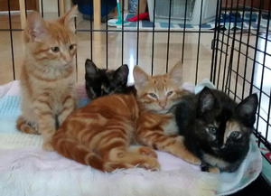 Ginny, Luna, Fred, and Poppy