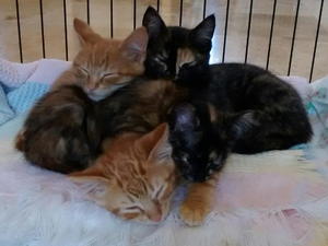 Ginny, Poppy, Luna, and Fred