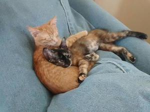 Ginny and Luna