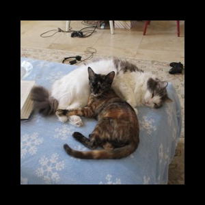 Luna and Cat Friend