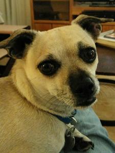 Tuffy