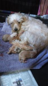 Little Jill and Puppies - September 24, 2016; day of birth