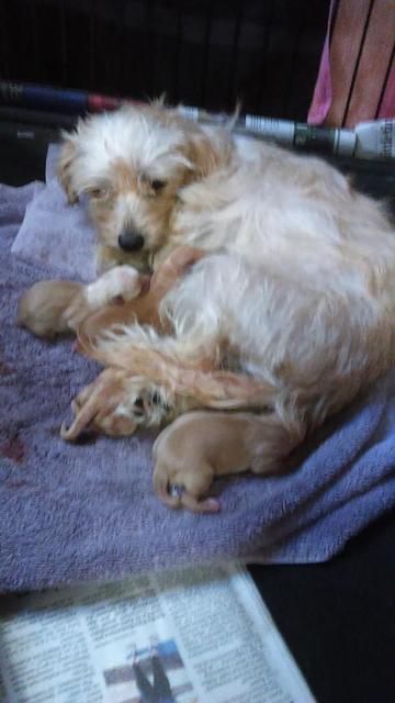 Little Jill and Puppies - September 24, 2016; day of birth