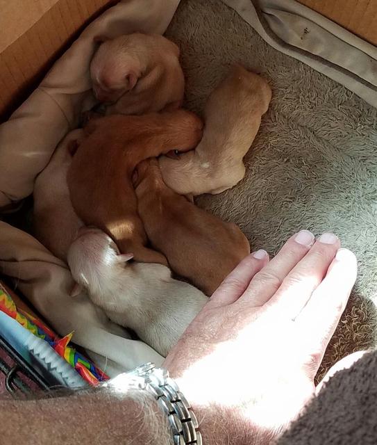 Little Jill's puppies