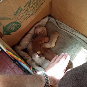 Littlle Jill's Puppies