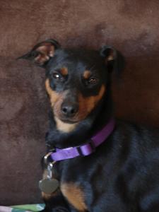 Puli - Adopted!
