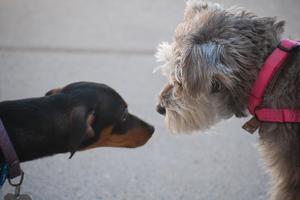Winter and Squirt