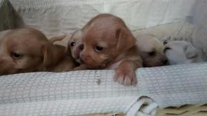 puppies learning to climb - October 21, 2016
