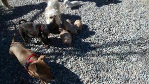 Puppies 1st venture outside - October 26, 2016