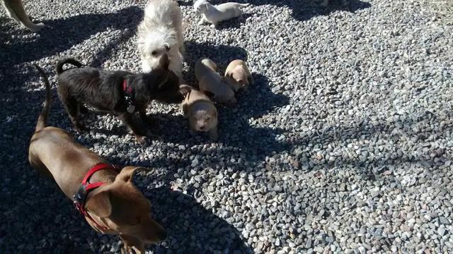 Puppies 1st venture outside - October 26, 2016