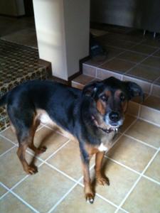 Schultz - Adopted!