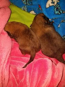 Puppies