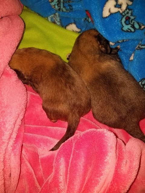 Puppies
