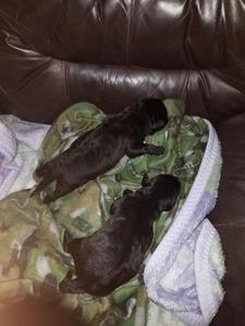 Puppies