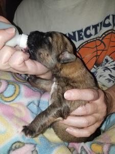 Puppies
