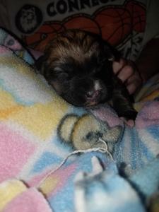 Puppies