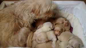 Jill and puppies