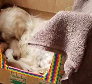 Jill and pups