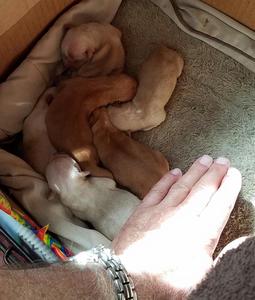 Jill puppies