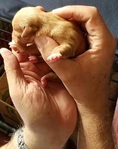 Jill puppy