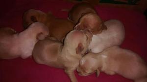 Jills Puppies -one week old on 100116