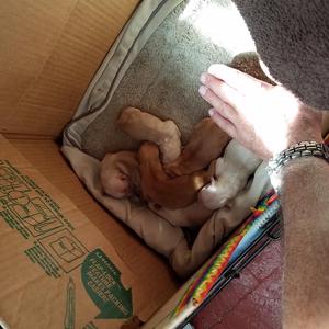 Jills Puppies