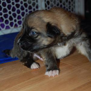 puppies