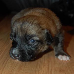 puppies