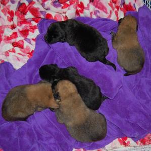 puppies