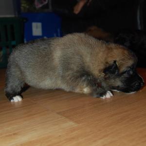 puppies
