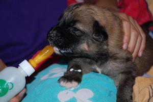puppies