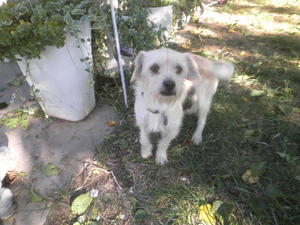 Terrier