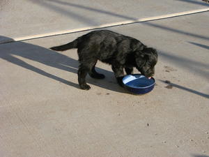 Chloe - Adopted!