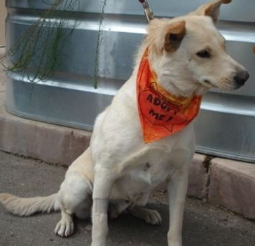 Suki - Adopted!