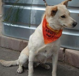 Suki - Adopted!