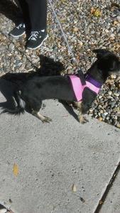 terriershihtzumixIMAG0308.jpg