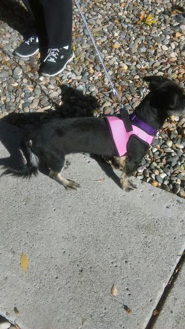terriershihtzumixIMAG0308.jpg