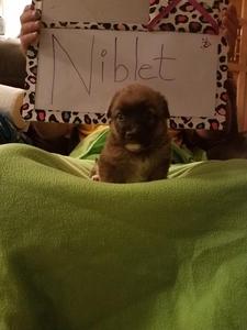 Niblet - - November 20, 2016