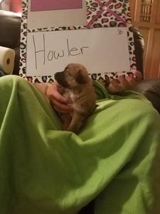 Howler - November 20, 2016