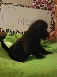 Cupcake - November 20, 2016
