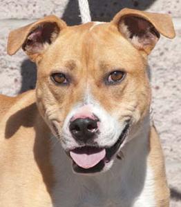 Honey - Adopted!
