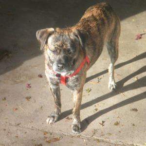 Brindle - Adopted!