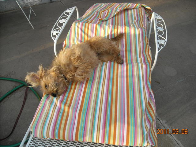 Daisy3