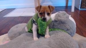 Pumpkin 7 weeks