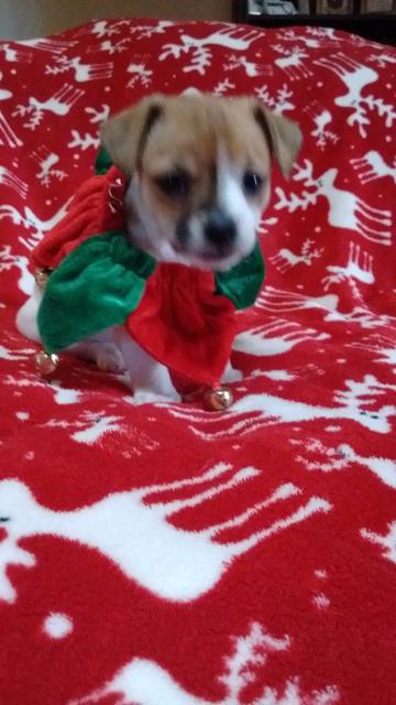 Pumpkin 5 weeks